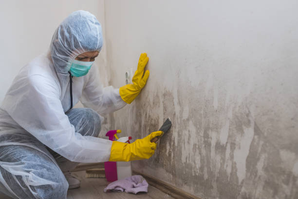 Best Commercial Mold Remediation in Stanton, NE