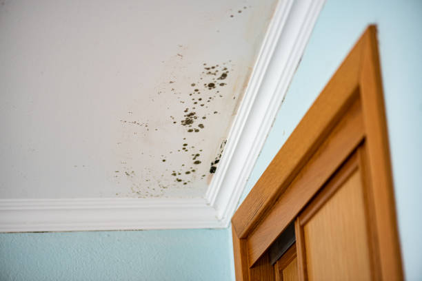 Trusted Stanton, NE Mold Remediation Experts