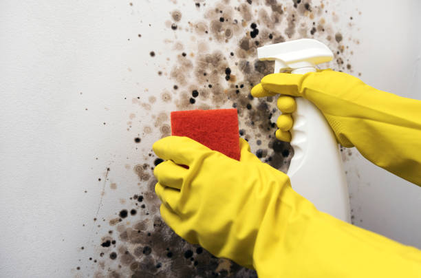 Best Localized Mold Remediation (e.g., coastal areas, humid climates) in Stanton, NE