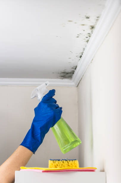 Best Commercial Mold Remediation in Stanton, NE